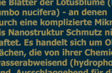 lotus leben 2 text