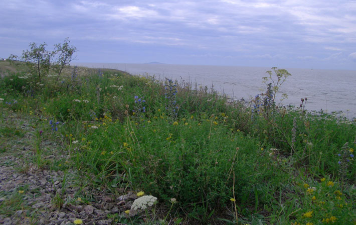 neptuns felder
