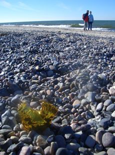 huhn darsser strand