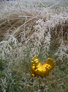 goldhuhn im schnee