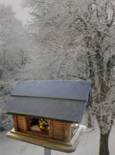 goldhuhn im vogelhaus