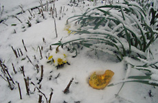 huhn mit osterglocken im schnee